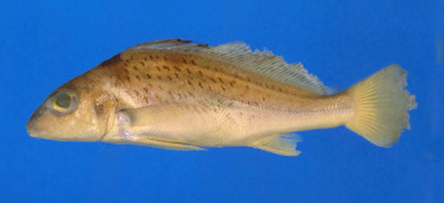 (Pachyurus) Род ПАХИУРЫ, ПАХИУРУСЫ 10 видов